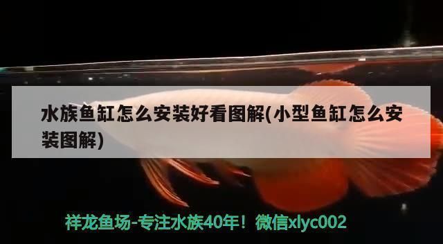 有哪些龍魚攝影比賽，長城杯世界龍魚錦標賽期間設有專門的龍魚主題攝影大賽
