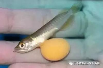 龍魚31度水溫可以嗎，龍魚最佳生長水溫范圍