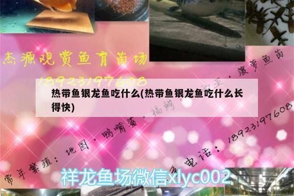 紅龍魚拉白色便：紅龍魚拉白色便便怎么辦紅龍魚拉白便便怎么辦