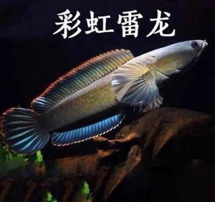 常見雷龍魚（常見雷龍魚品種介紹以及養殖要點）