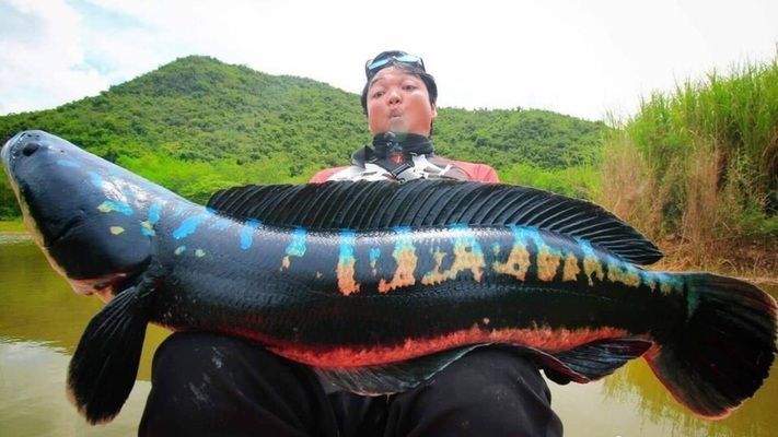 常見雷龍魚（常見雷龍魚品種介紹以及養殖要點）
