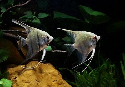 魚缸有魚怎么清洗視頻教程（魚缸里面怎么清洗）