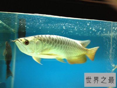 金龍魚怎么喂養，金龍魚的喂養需要注意以下幾點 金龍魚怎么喂養，金龍魚的喂養需要注意以下幾點 龍魚百科 第6張