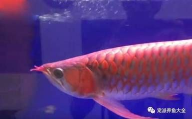 上海最大的賣龍魚市場地址，上海最大的賣龍魚市場