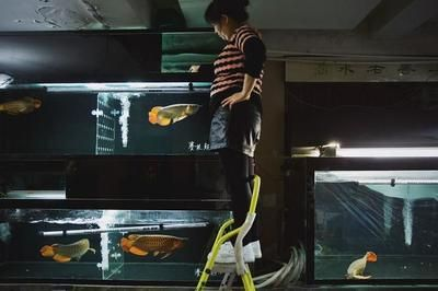 上海最大的賣龍魚市場地址，上海最大的賣龍魚市場