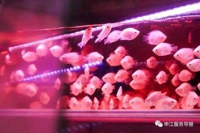 上海最大的賣龍魚市場地址，上海最大的賣龍魚市場