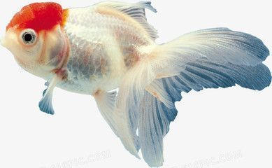 龍魚和金魚可以混養嗎為什么，龍魚和金魚可以混養嗎 龍魚和金魚可以混養嗎為什么，龍魚和金魚可以混養嗎 龍魚百科 第4張