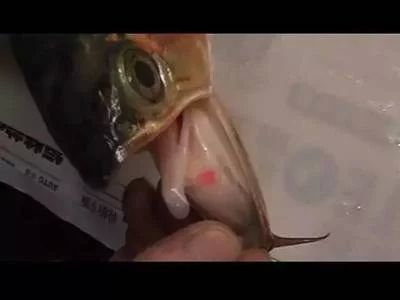 龍魚憋卵，龍魚憋卵怎么辦