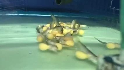 龍魚憋卵，龍魚憋卵怎么辦