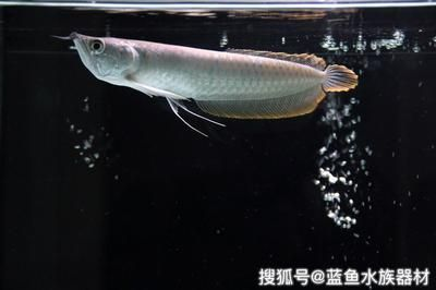 龍魚喂食時(shí)間表圖：龍魚喂食時(shí)間表
