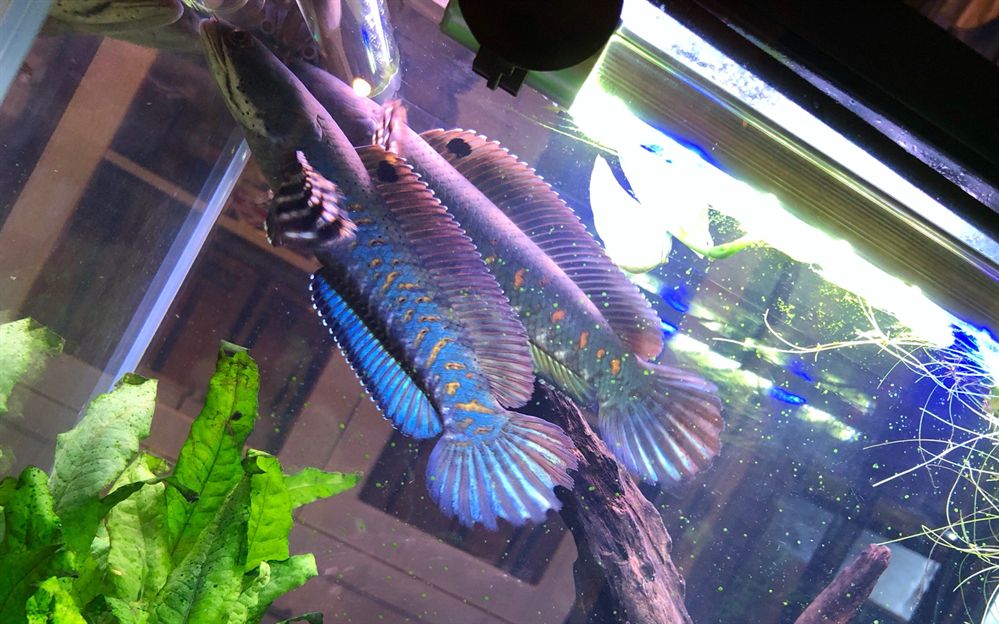 雷龍魚哪種最好看的，被認為最好看的雷龍魚品種：巴卡雷龍和紅尾金龍，珍珠赤雷龍