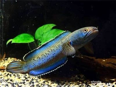 雷龍魚哪種最好看的，被認為最好看的雷龍魚品種：巴卡雷龍和紅尾金龍，珍珠赤雷龍