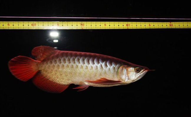 鸚鵡魚額頭凸起有膿包會(huì)死嗎，鸚鵡魚膿包護(hù)理步驟清單，如何判斷鸚鵡魚額頭凸起有膿包會(huì)死嗎？