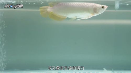 龍魚魚苗怎么養殖方法，龍魚魚苗養殖方法 龍魚魚苗怎么養殖方法，龍魚魚苗養殖方法 龍魚百科 第4張