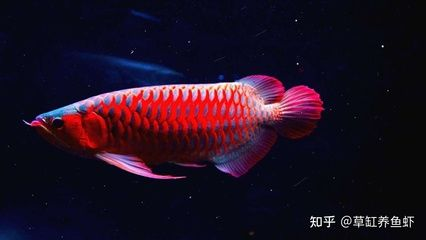 金龍魚銀龍魚是淡水魚嗎 龍魚百科 第5張 金龍魚銀龍魚是淡水魚嗎 金龍魚銀龍魚是淡水魚嗎 龍魚百科 第5張