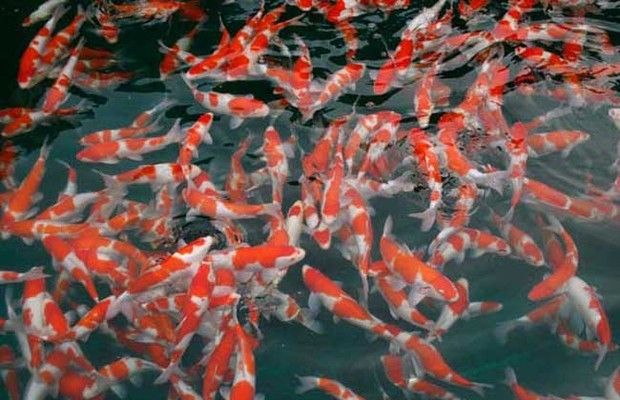 龍魚鱗發(fā)紅怎么回事兒：龍魚鱗發(fā)紅，探秘背后的原因與應對策略
