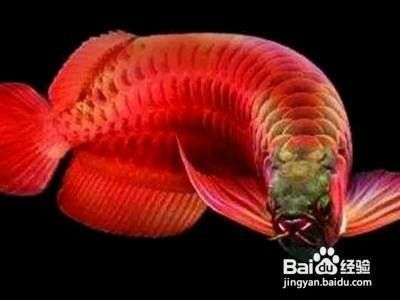 龍魚趴缸怎么處理，龍魚趴缸是常見的問題，龍魚趴缸的緊急處理步驟是什么