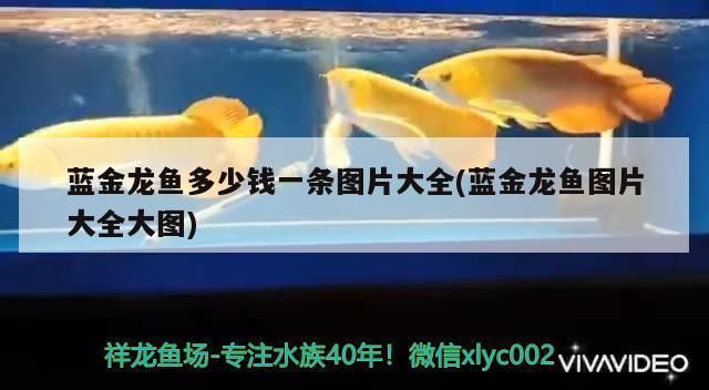 藍金龍魚價格多少錢一條啊，藍金龍魚與紅龍魚的區別，藍金龍魚的價格在幾百元不等