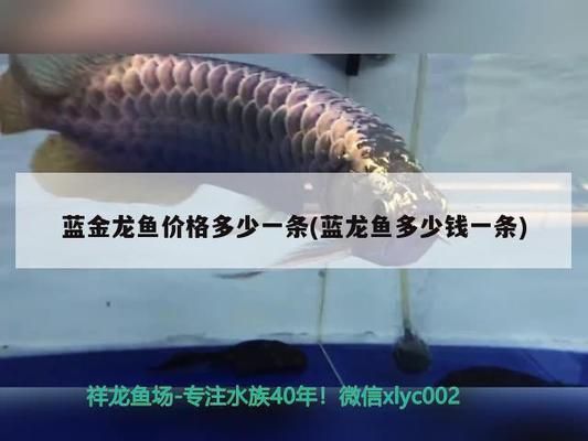 藍金龍魚價格多少錢一條啊，藍金龍魚與紅龍魚的區別，藍金龍魚的價格在幾百元不等