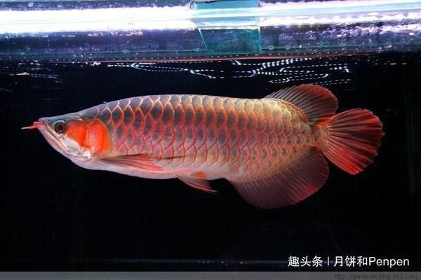 怎么挑選龍魚視頻