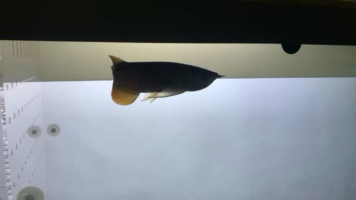 怎么挑選龍魚視頻