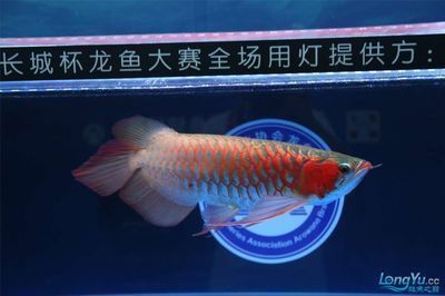 最好的龍魚燈是什么燈（2024年龍魚燈品牌排行榜：led燈和熒光燈對比分析）