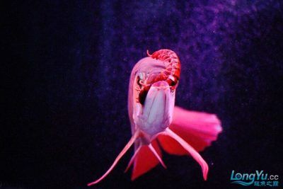 祥龍魚場的水族快速檢測盒價格是多少？，祥龍魚場水族快速檢測盒價格