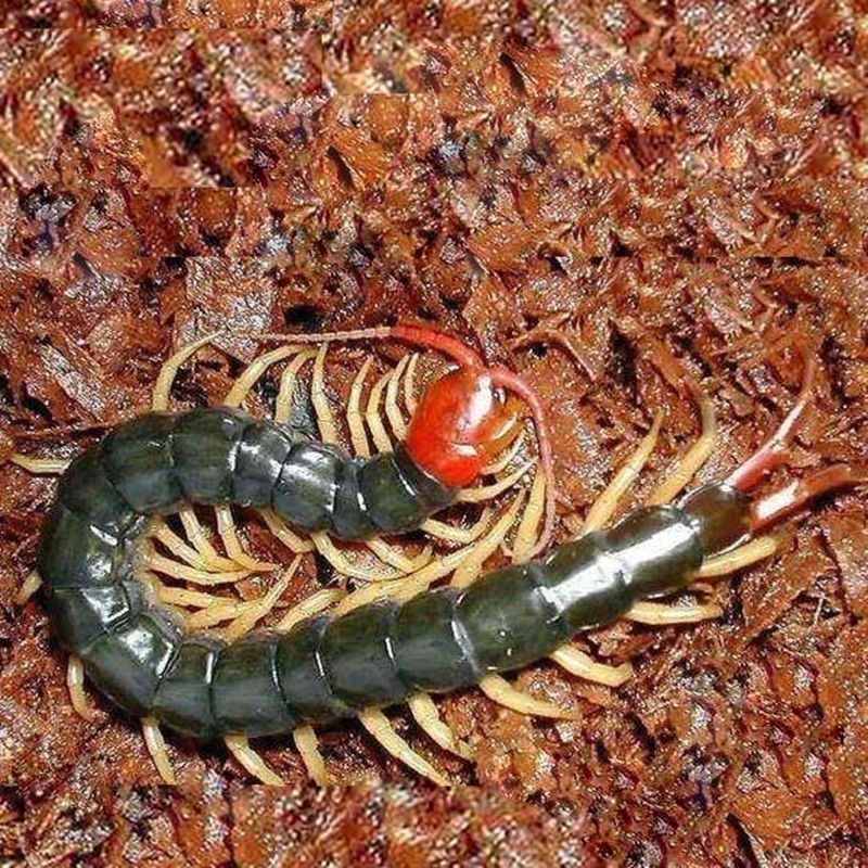 龍魚吃活蜈蚣