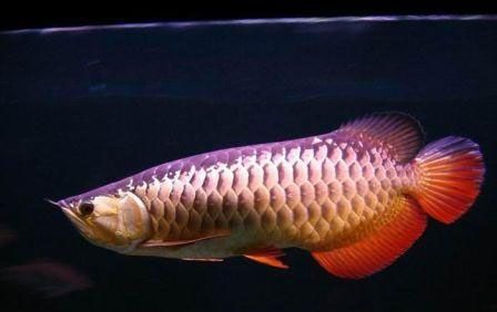 龍魚馴食，龍魚飼料選擇技巧，龍魚飼料營養成分，龍魚馴食心理影響
