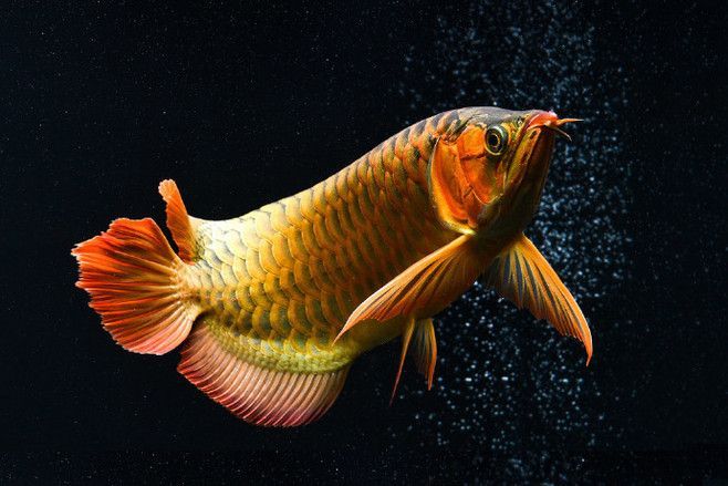 龍魚馴食，龍魚飼料選擇技巧，龍魚飼料營養成分，龍魚馴食心理影響