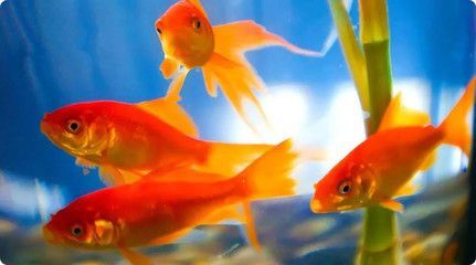 龍魚和金魚哪個好養一點呢（龍魚和金魚的飼養要求和難度有所不同，龍魚和金魚的日常飲食差異）