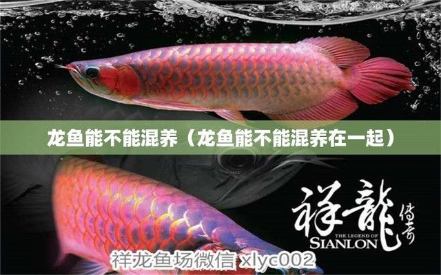 龍魚青龍蝦混養可以嗎，龍魚和青龍蝦混養在技術上是可行的但需要謹慎操作以確保生態平衡