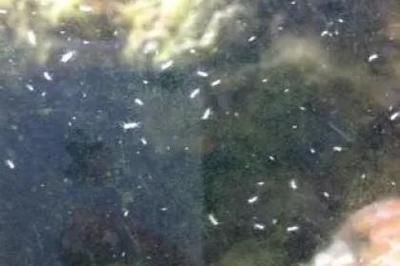 龍魚吃水蛭嗎有毒嗎：龍魚會吃水蛭嗎，龍魚吃水蛭嗎 龍魚吃水蛭嗎有毒嗎：龍魚會吃水蛭嗎，龍魚吃水蛭嗎 龍魚百科 第1張