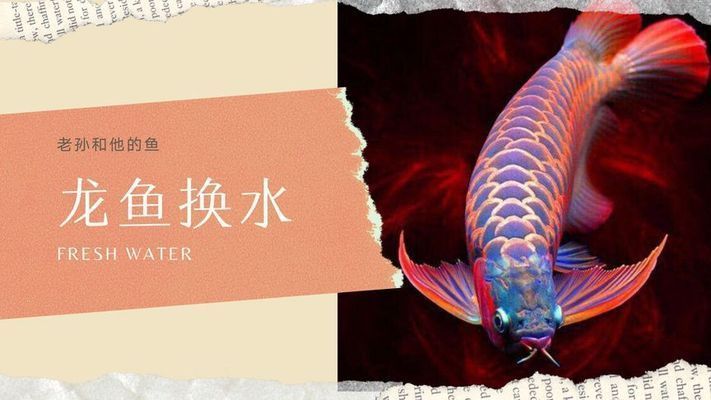 龍魚喂食后多久可以換水啊 龍魚喂食后多久可以換水啊 龍魚百科 第5張