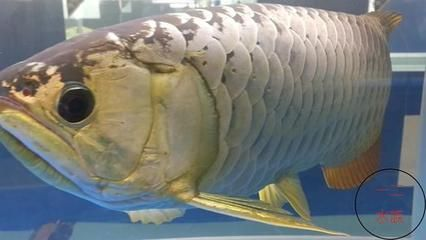 金龍魚眼珠為有一邊特別突出（金龍魚的眼珠一邊特別突出的問題可能由多種原因引起）