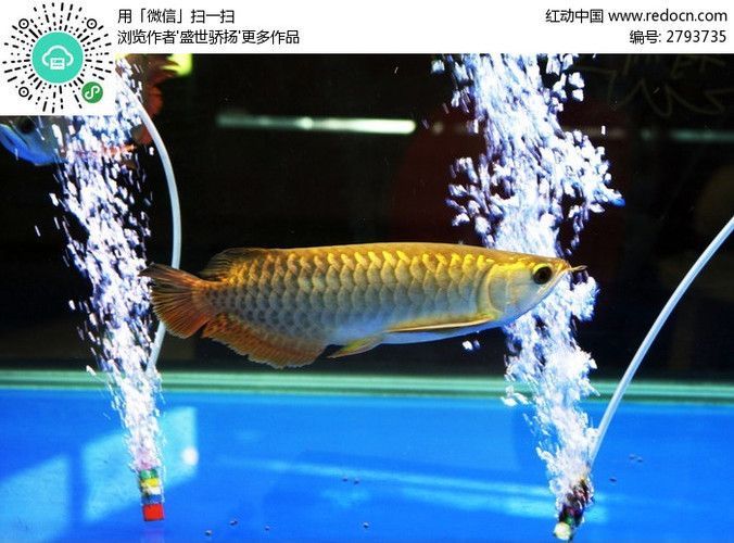 金龍魚照片素材，金龍魚圖片版權(quán)注意事項如何挑選優(yōu)質(zhì)金龍魚圖片版權(quán)注意事項