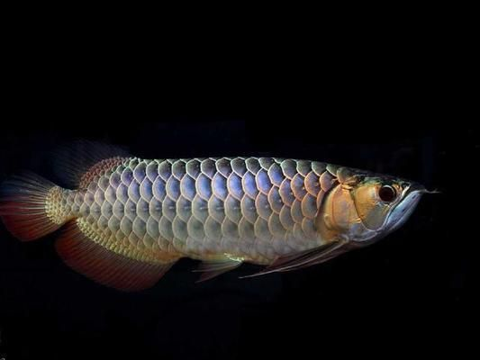 什么龍魚好看又便宜，如何挑選既好看又價格合理的龍魚品種，星點龍魚的飼養技巧