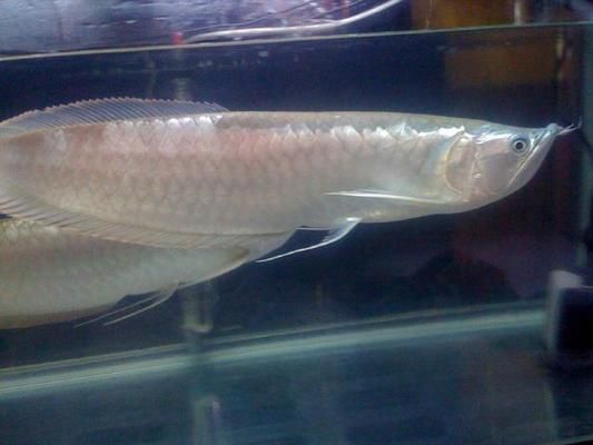 什么龍魚好看又便宜，如何挑選既好看又價格合理的龍魚品種，星點龍魚的飼養技巧