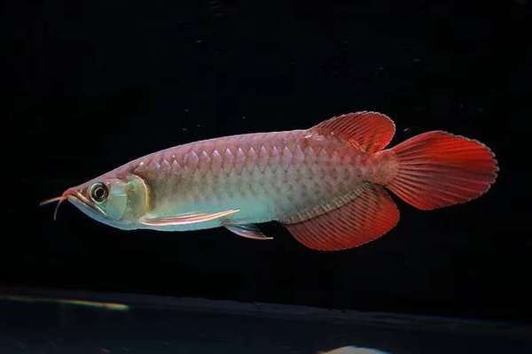龍魚為什么那么怕人（如何讓龍魚適應新環(huán)境，龍魚害怕其他魚類怎么辦）