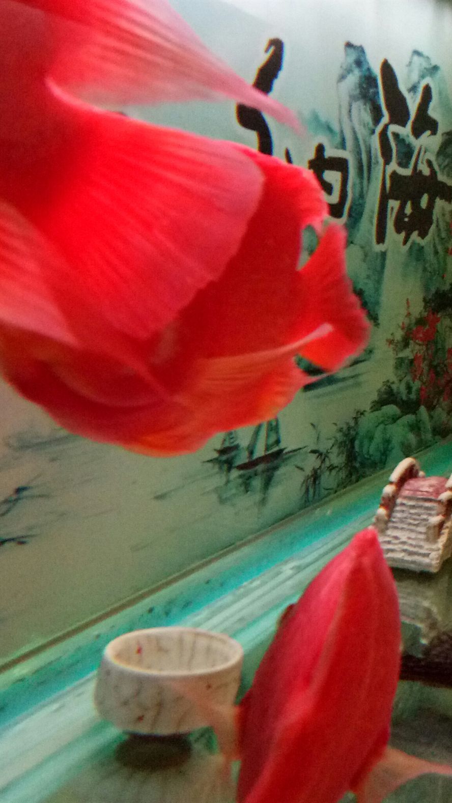 養(yǎng)活容易養(yǎng)紅難