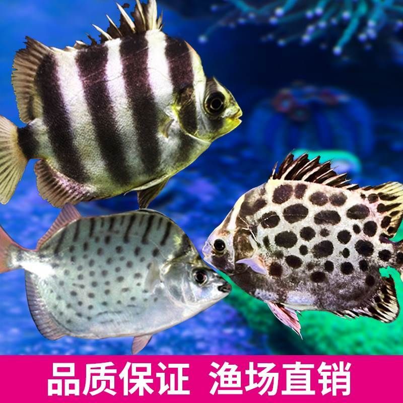 非洲金鼓魚食物選擇技巧，非洲金鼓魚的食物選擇技巧