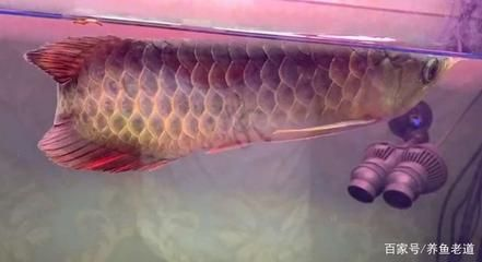 金龍魚膠泡發后容易爛怎么回事，如何辨別花膠的新鮮度