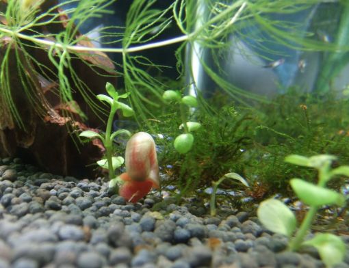 龍魚吃什么最健康:龍魚的飲食應該多樣化 龍魚百科 第3張 龍魚吃什么最健康:龍魚的飲食應該多樣化 龍魚吃什么最健康:龍魚的飲食應該多樣化 龍魚百科 第3張