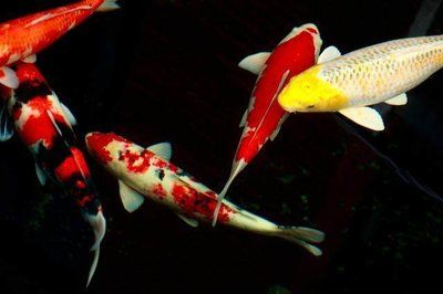 龍魚是鯉魚嗎
