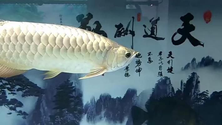 深圳龍魚專賣店在哪里，深圳龍魚專賣店