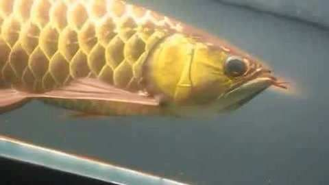 金龍魚眼睛是什么顏色的：金龍魚的眼睛是什么顏色的