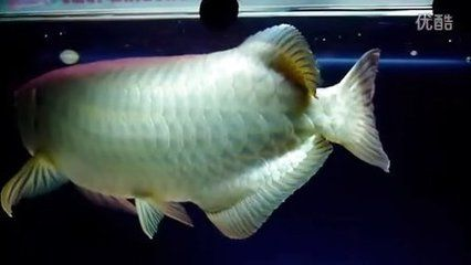 青龍魚，青龍魚和黃尾龍魚的飼養需要注意光照和光照和環境的穩定性