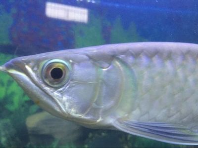 青龍魚，青龍魚和黃尾龍魚的飼養需要注意光照和光照和環境的穩定性