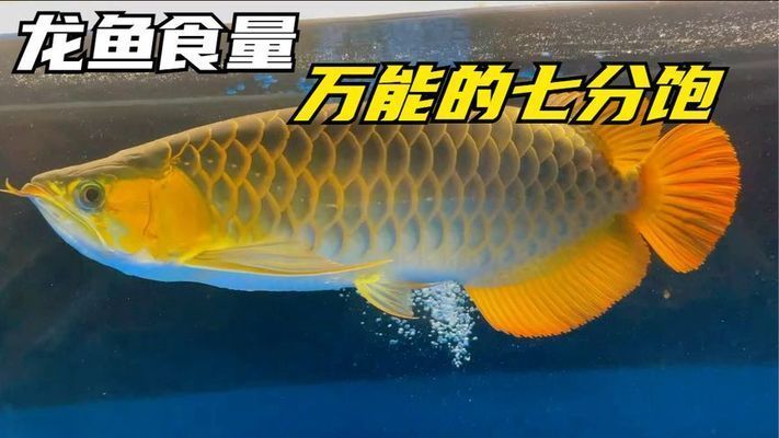 如何判斷龍魚7分飽，判斷龍魚吃了七分飽可以通過觀察其活動、體態及排泄物來判斷