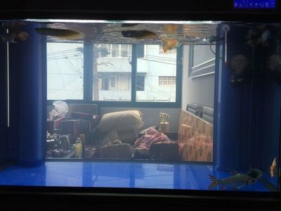 龍魚跟什么魚混養合適呢
